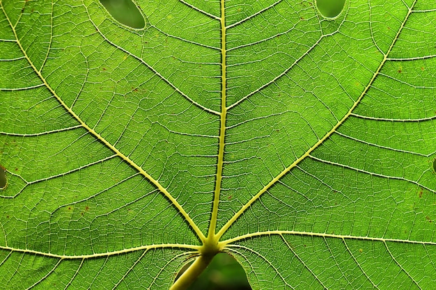 Fig leaf (Ficus carica) seen against the light