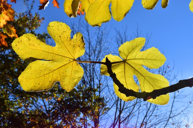 Fig leaves (Ficus carica) under a blue sky