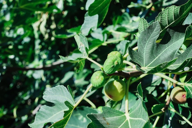 Fig ripening with fig leaves on a branch closeup selective focus