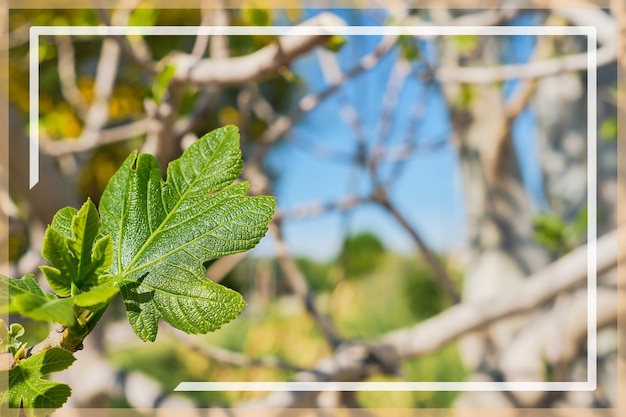 Fig tree leaf against a blue sky and branches with young spring leaves frame with space for text idea for a postcard or background Spring break in the Aegean