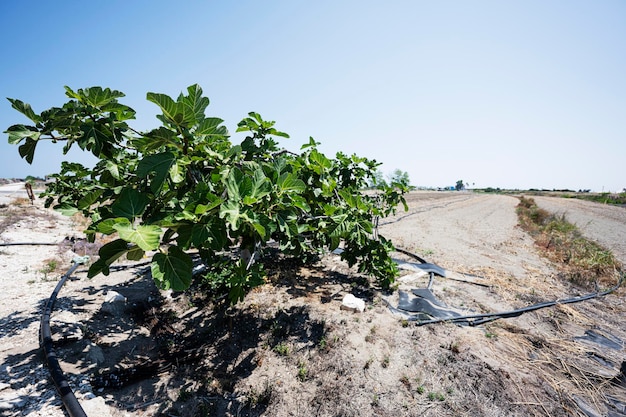 Fig tree in Saline Margherita di Savoia of Italy