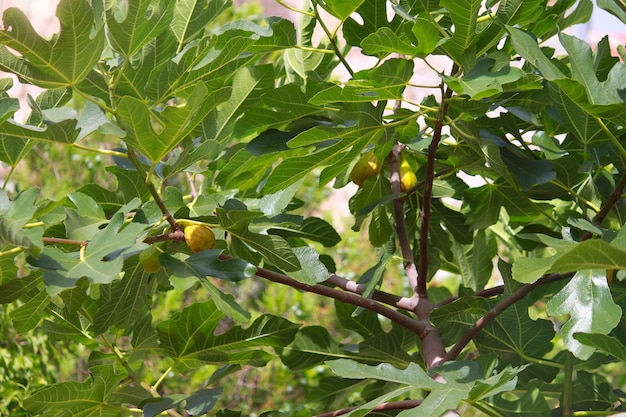 Fig tree with green figs in sunny day.