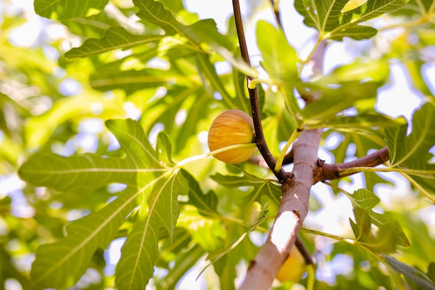 Fig tree with green leaves