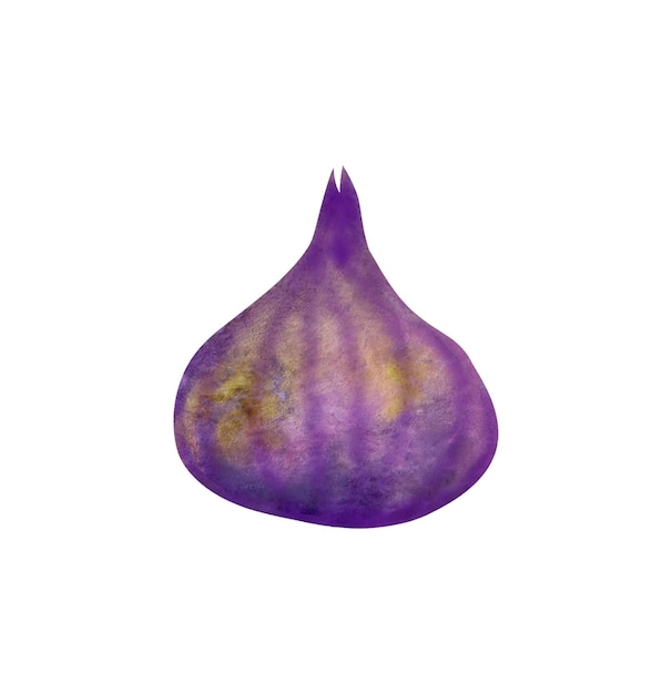 Fig watercolor