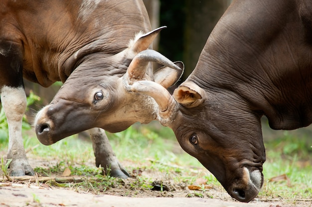 Fighting Banteng, red bull in rainforest of Thailand.