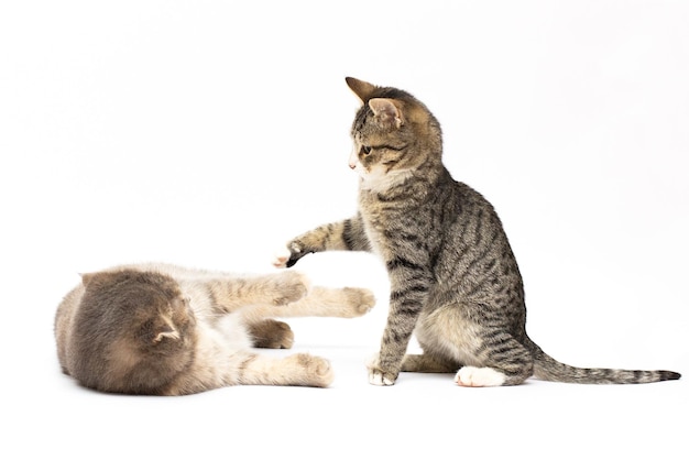 Fighting bengal cats in front of white background