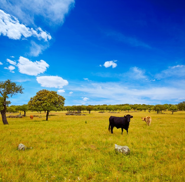 fighting bull grazing in Extremadura dehesa