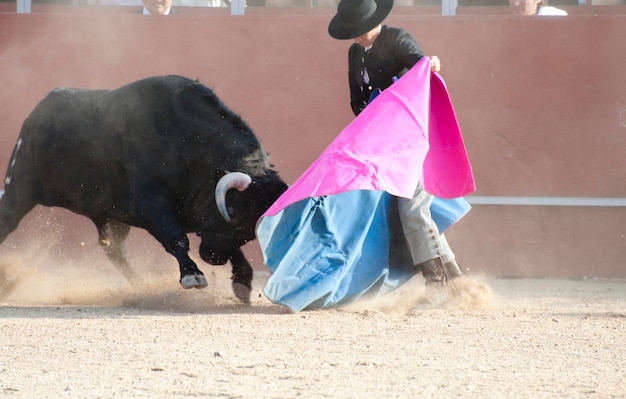 Fighting bull picture from Spain. Black bull