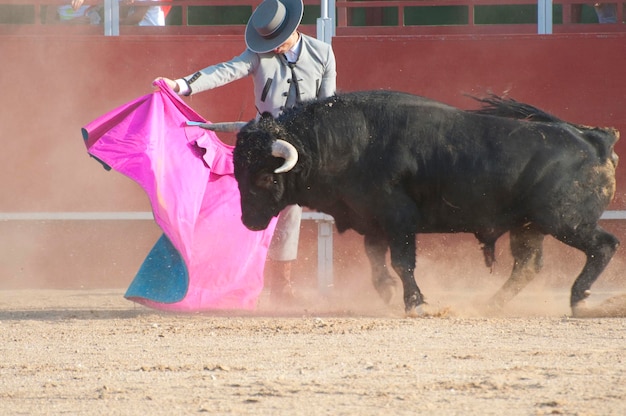 Fighting bull picture from Spain. Black bull