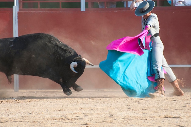 Fighting bull picture from Spain. Black bull