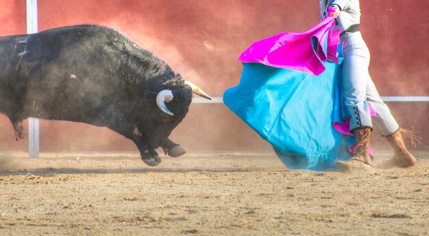 Fighting bull picture from Spain. Black bull