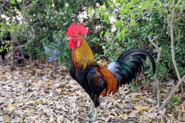 The fighting cock in garden nature farm at thailand