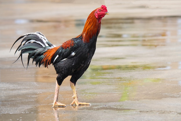 The fighting cock in home on the cement floor after rainny day at thailand