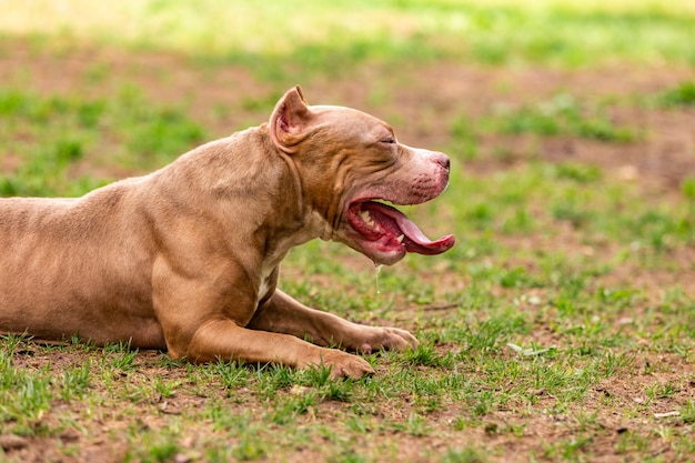 Fighting dog in the park for a walk