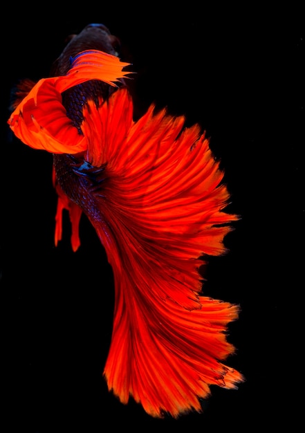 Fighting fish, Halfmoon betta fish, siamese fighting fish, Capture moving of fish