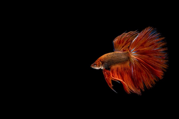 fighting fish isolated on black background