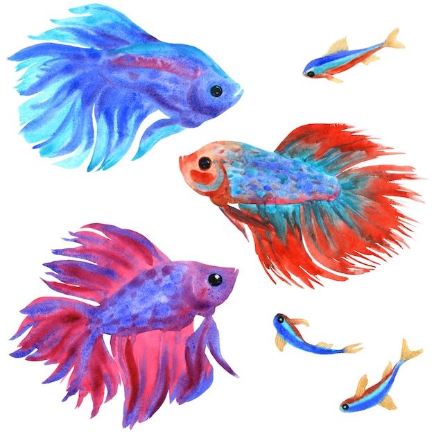 Fighting fish set on white Betta splendens and neons Watercolor illustration