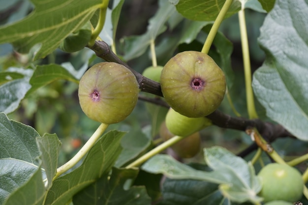 Figs fruit on the branch of a fig tree