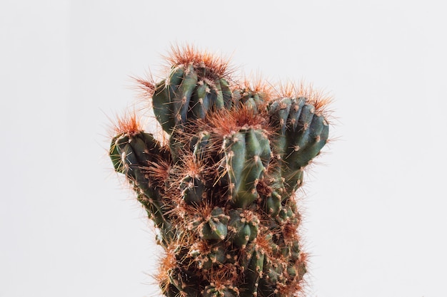 Figured cactus with needles on a white isolated