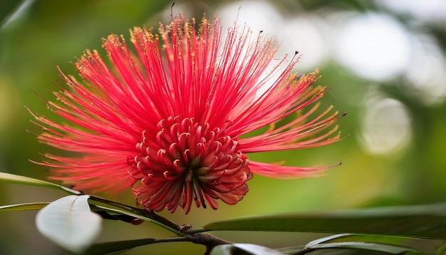 fijian tagimoucia flower a rare red flower with long cascading petals found in the highlan