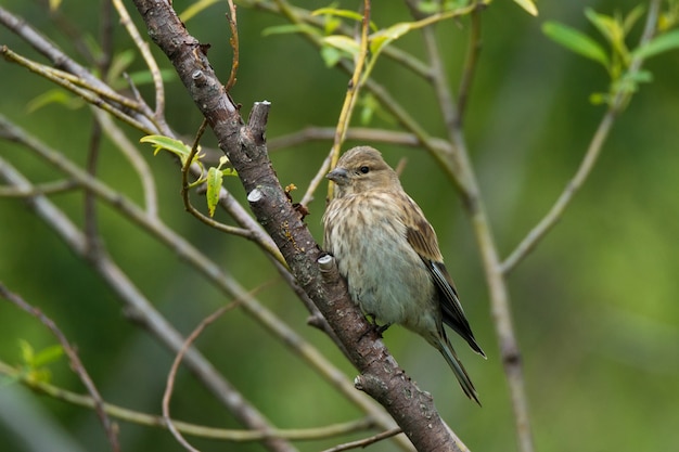 Finch on a branch