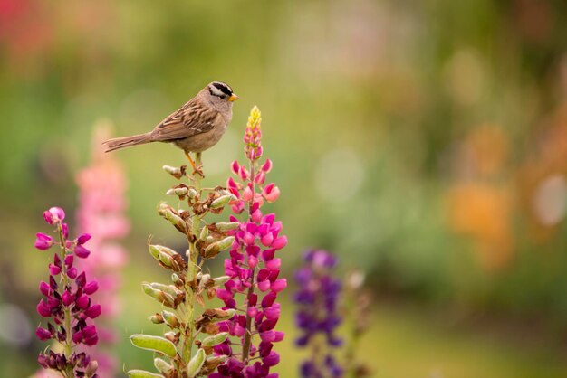 Photo finch perching on lupine