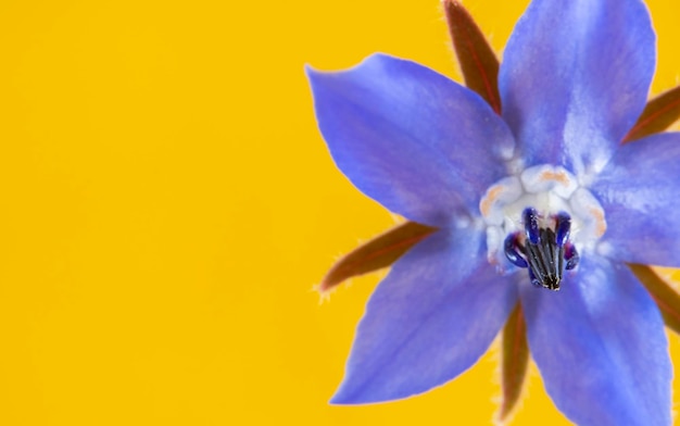 Fine art photography of the blue flowers of the borage plant isolated on a yellow background