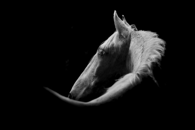 Fine art white horse looking over his shoulder