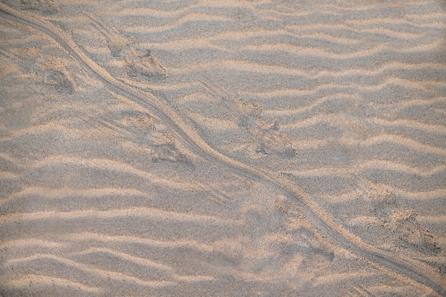 Fine beach sand in the summer sun pattern background With crocodile footprint