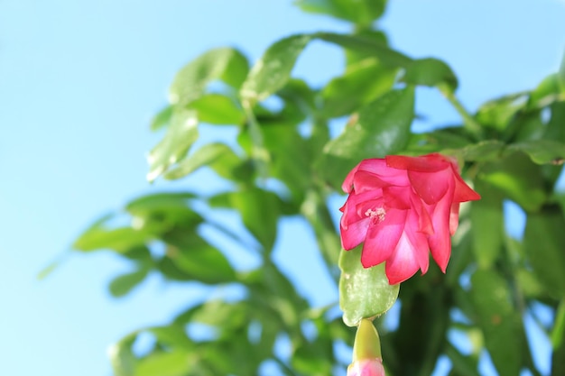 Fine pink flower of Schlumbergera in a flowerpot