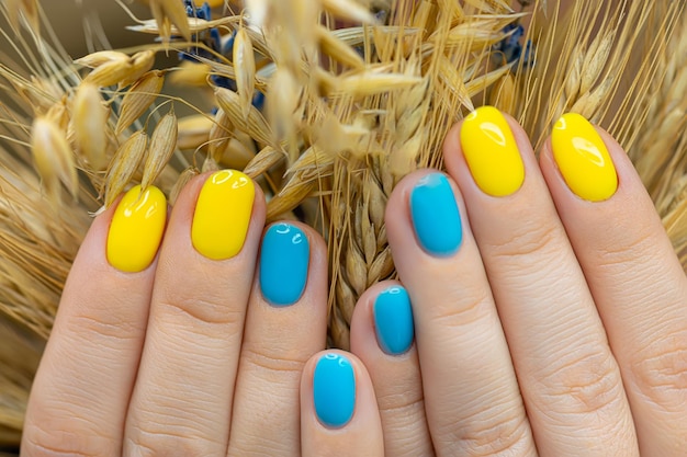 Fingers with applied blueyellow manicure hold spikelets nail gel polish in Ukrainian style