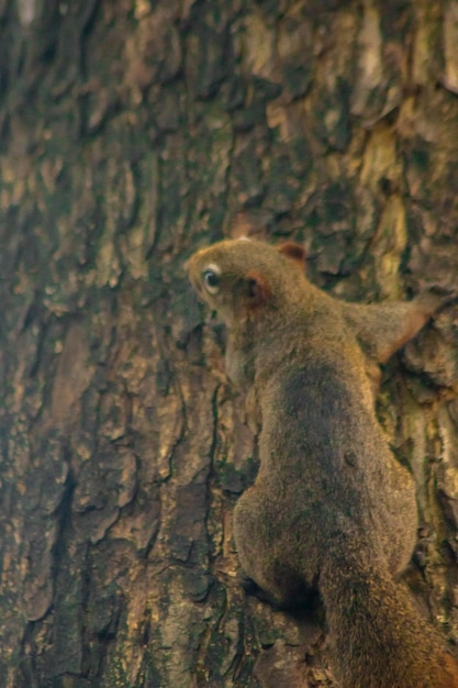 Finlayson's squirrel climbs in trees