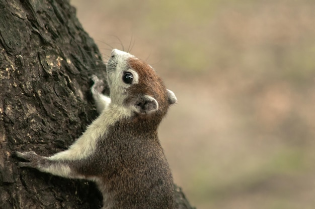 Finlayson's squirrel climbs in trees