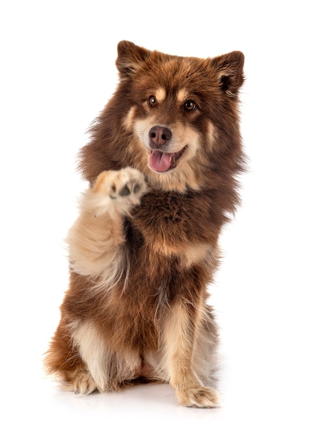 Finnish Lapphund in front of white background