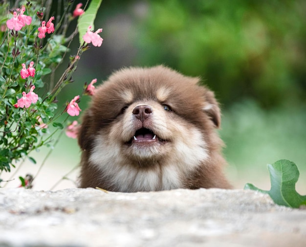 Finnish Lapphund in a garden