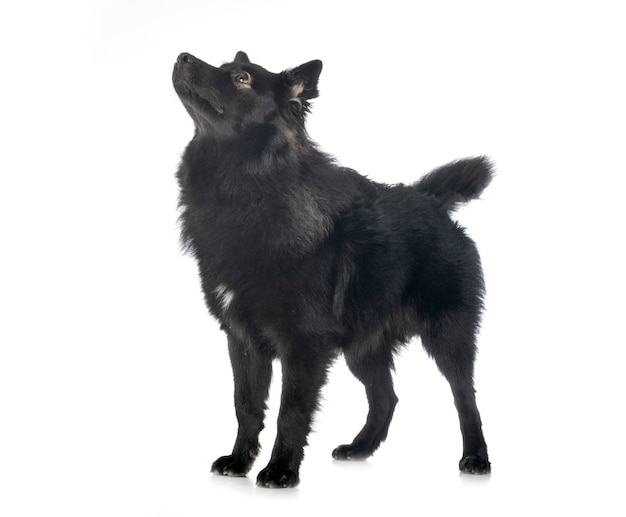 Finnish Lapphund isolated