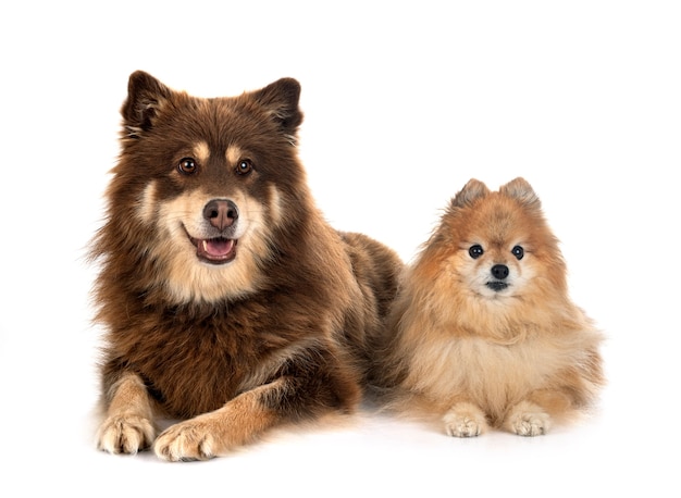 Finnish Lapphund and spitz in front of white background