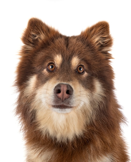 Finnish Lapphund in studio