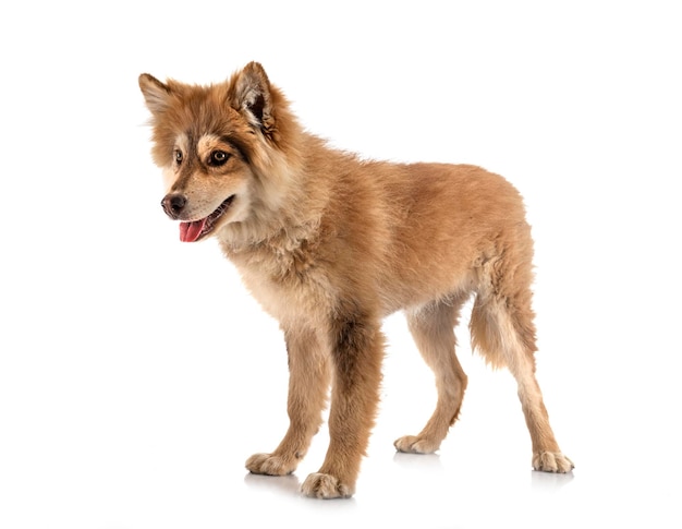 Finnish Lapphund in studio