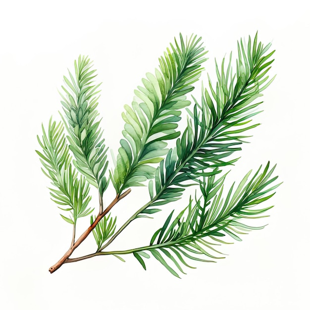 Fir branch watercolor illustration isolated on white background