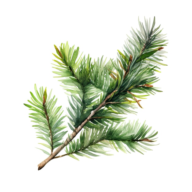 Fir branch watercolor illustration isolated on white background