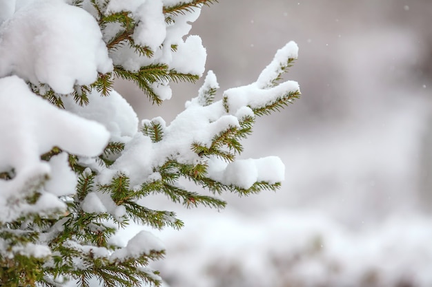 Fir branches covered with fresh snow, falling snowflakes