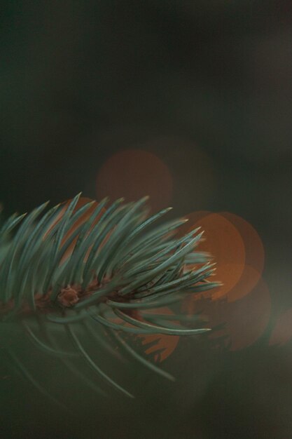 Fir branches spruce with blurred lights from a New Year39s Christmas garland closeup Background postcard