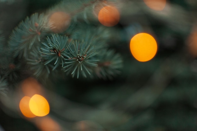 Fir branches spruce with blurred lights from a New Year39s Christmas garland closeup Background postcard