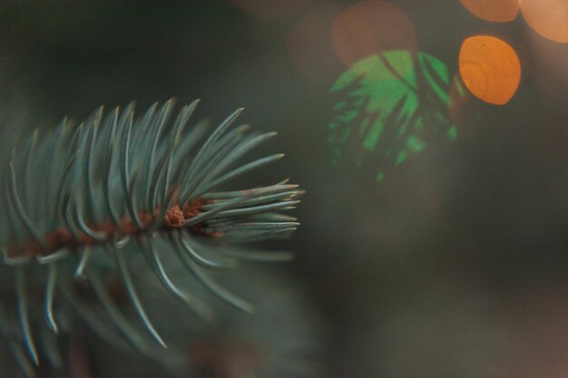 Fir branches spruce with blurred lights from a New Years Christmas garland closeup Background postcard