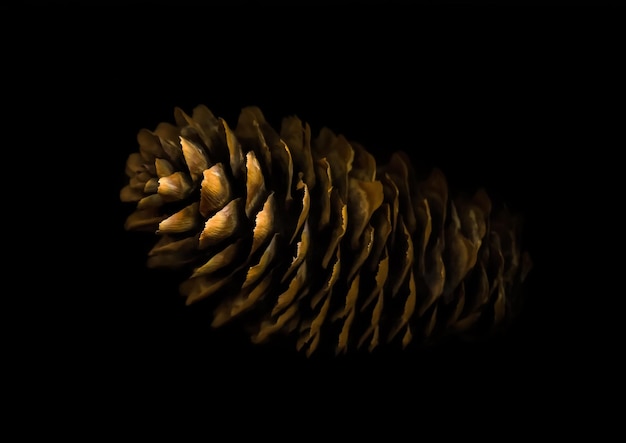 Fir cone on black background