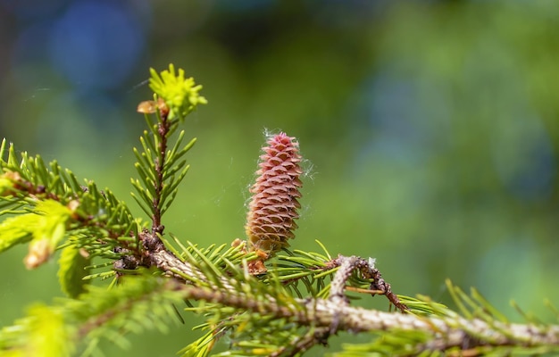 A fir cone growing on a branch with needles