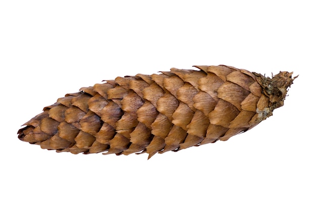 A fir a cone on a white background