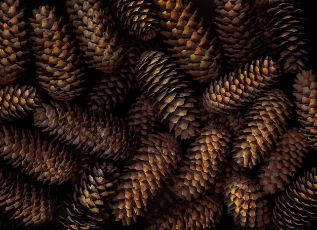 Fir cones background