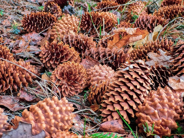 Fir cones close up Pine cone on ground in a coniferous forest